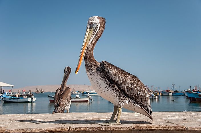 The Peruvian Pelican. The Peruvian Pelican.