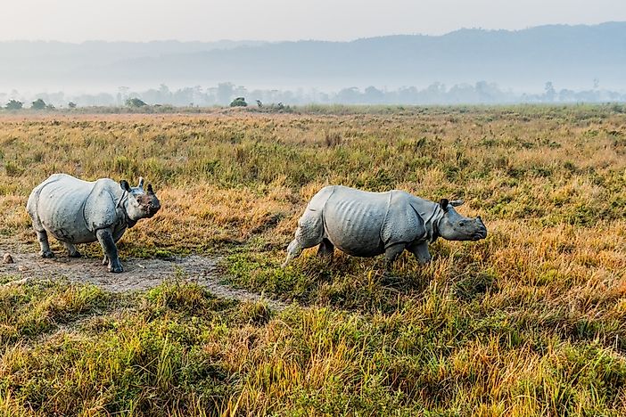 #7 Indian Rhino