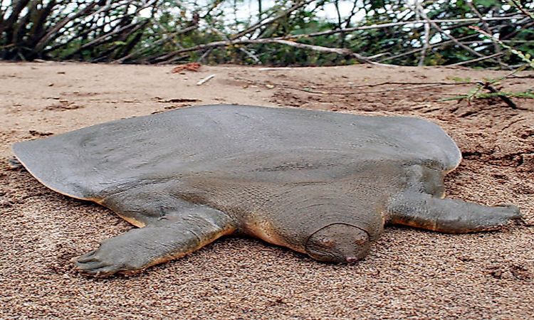 #3 Cantor's Giant Softshell Turtle -