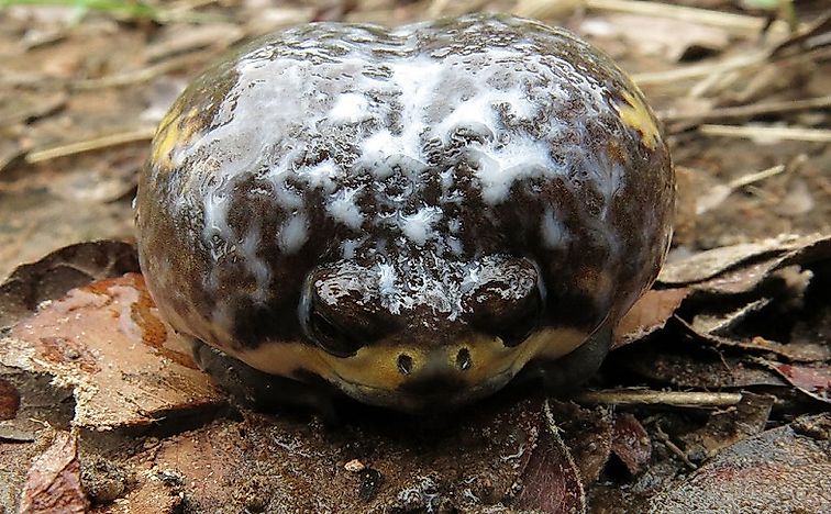 Native Amphibians Of Angola