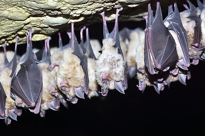 Everything You Need to Know About Bats - WorldAtlas.com