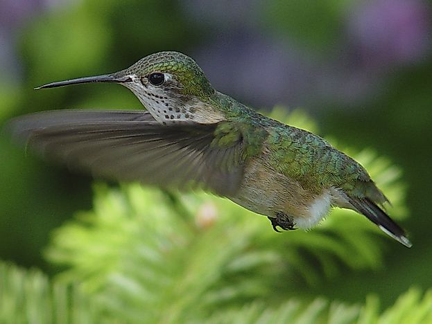 Calliope Hummingbird Facts: Animals of North America