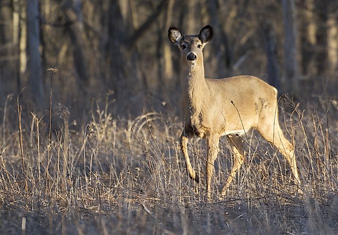 A deer in Rouge National Urban Park. A deer in Rouge National Urban Park.