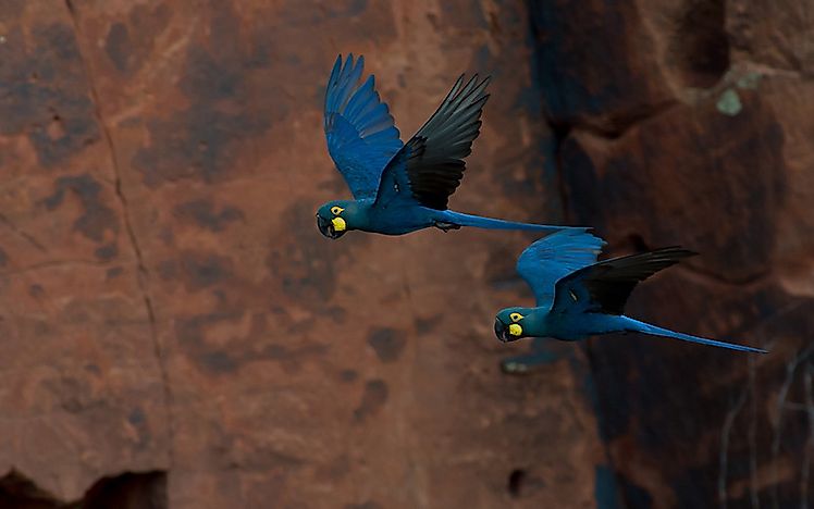 #3 Lear's Macaw