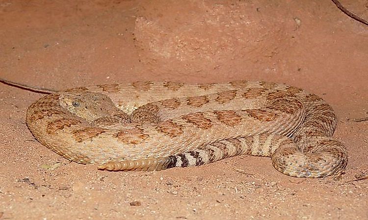 #2 Grand Canyon Rattlesnakes