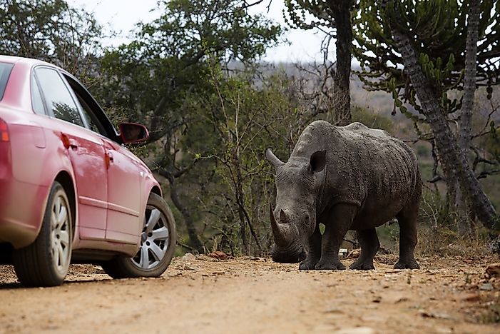 Kruger National Park, South Africa - Unique Places Around the World