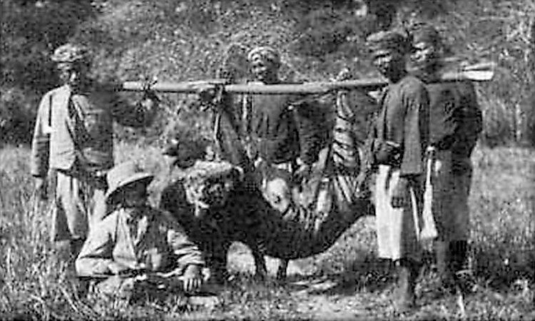 #7 Extinct Species Of Tigers -