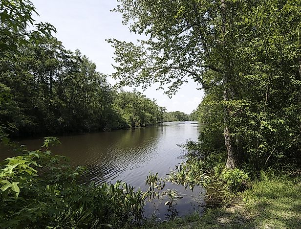 What Is The Alabama State Amphibian?
