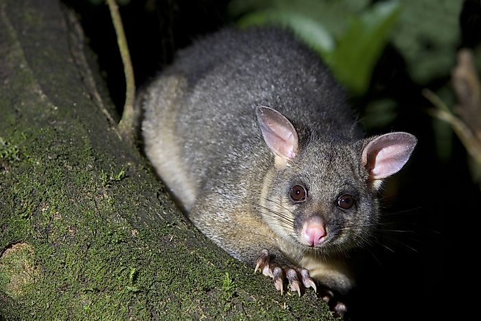 #2 Brushtail Possum (Trichosurus vulpecula)