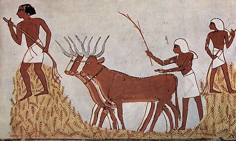 #10 Cattle -