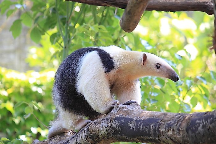 #9 Southern Tamandua
