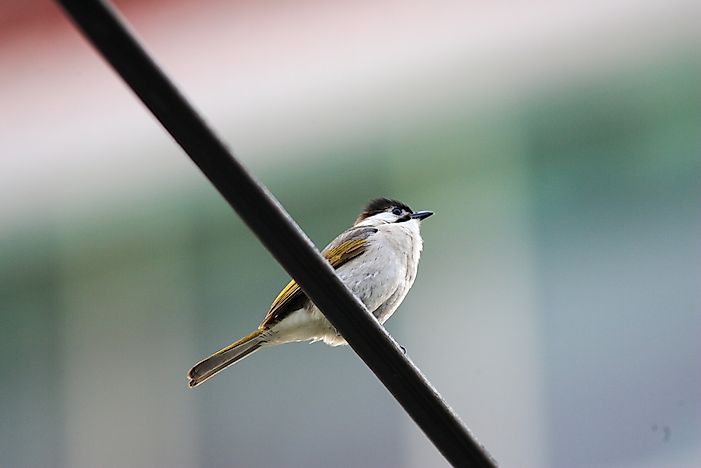 #9 Styan's Bulbul