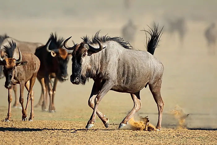 #5 Wildebeest