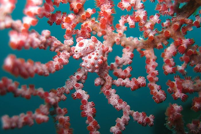 #13 Bargibant's Pygmy Seahorse
