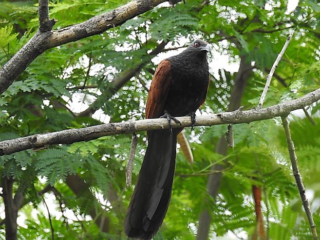 #1 Green-billed Coucal