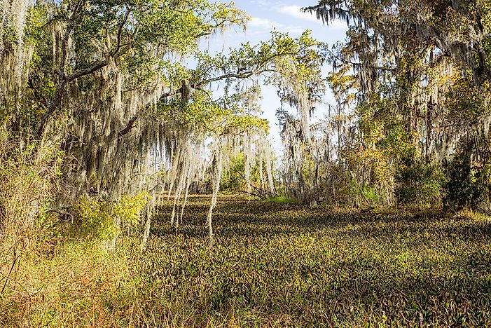Where is the Mississippi Delta?