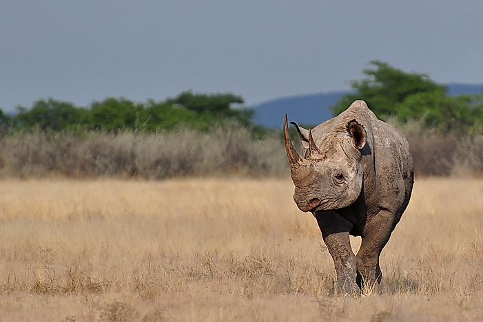 #3 Black Rhinoceros