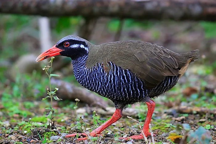 Japan's Endemic Bird Species