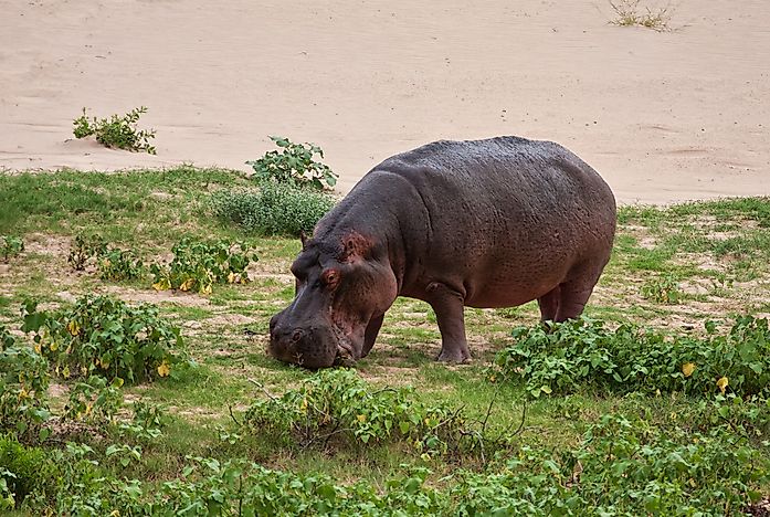 Image result for HIPPO EAT