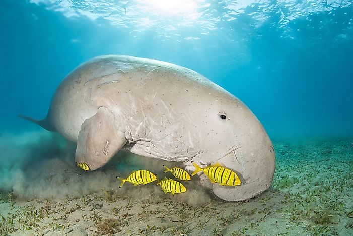 #4 Dugong