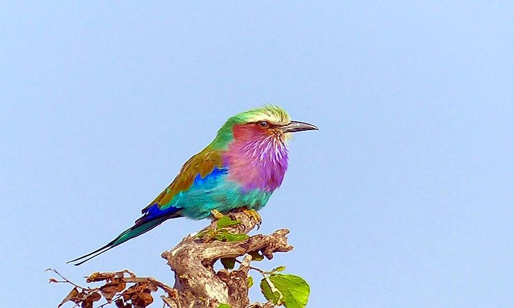 #6 Lilac-breasted Roller -