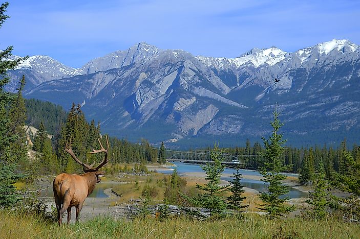 What are the Differences Between Moose and Elk?