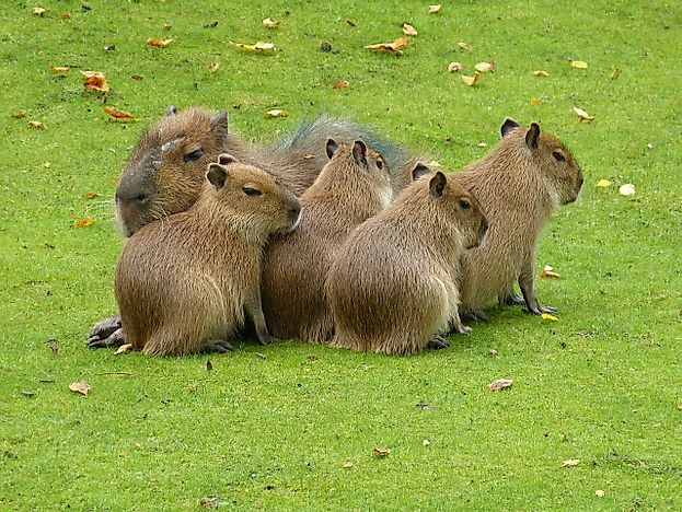 Capybara Facts: Animals of South America