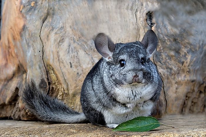 #13 Chinchillas