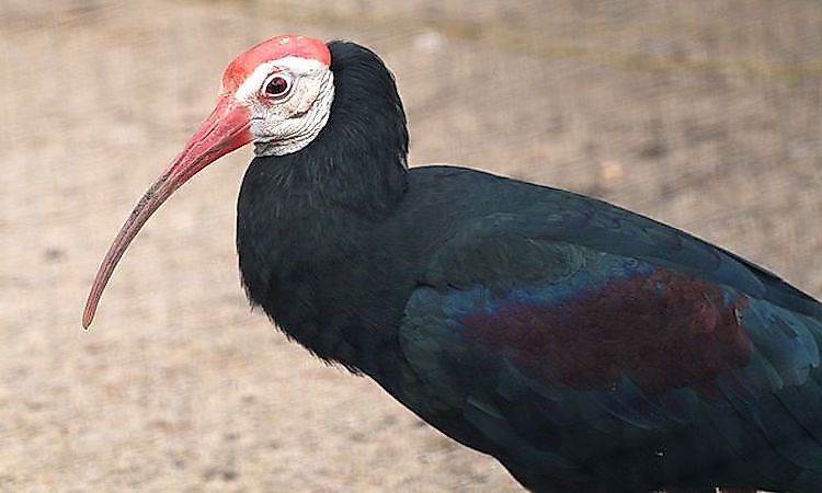 Threatened Endemic Birds Of South Africa