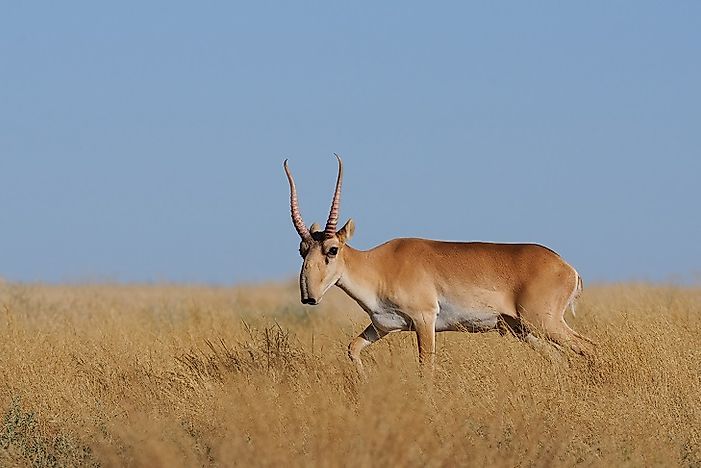 Endangered Mammals Of Kazakhstan
