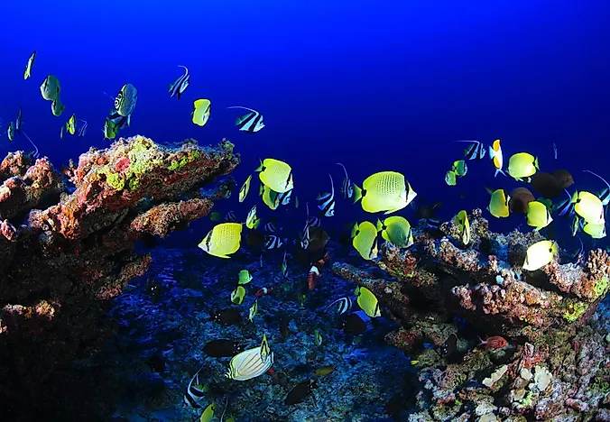 what is an ecosystem what types of ecosystems are there types of ecosystems