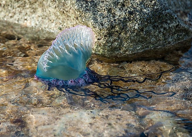 10 Interesting Facts About The Portuguese Man-of-War