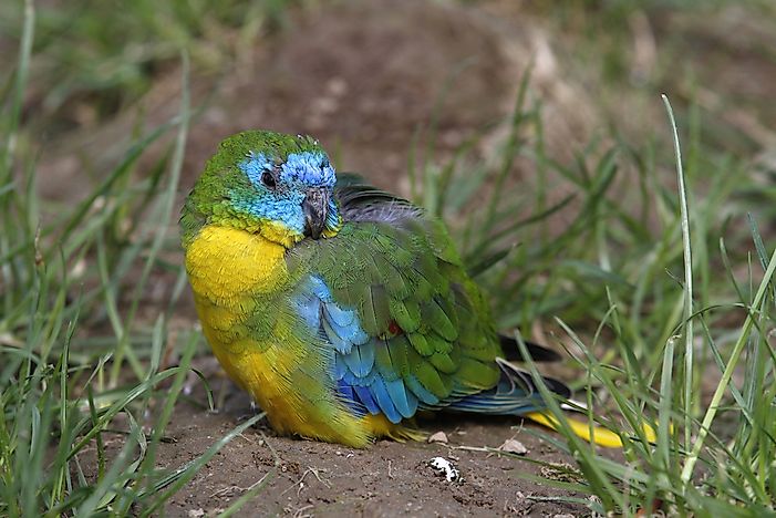 Turquoise Parrot: Facts: Animals Of Oceania