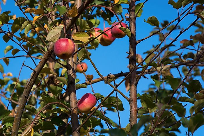 #5 Apple Trees (2-5 years)