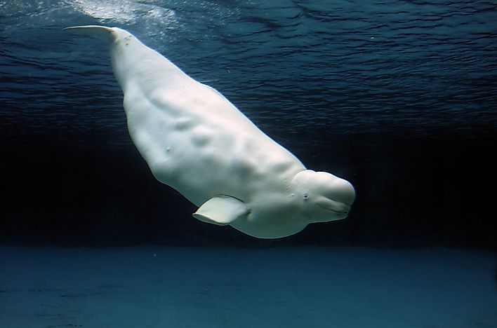 Beluga whale swimming through the clear Arctic water off the coast of Canada.