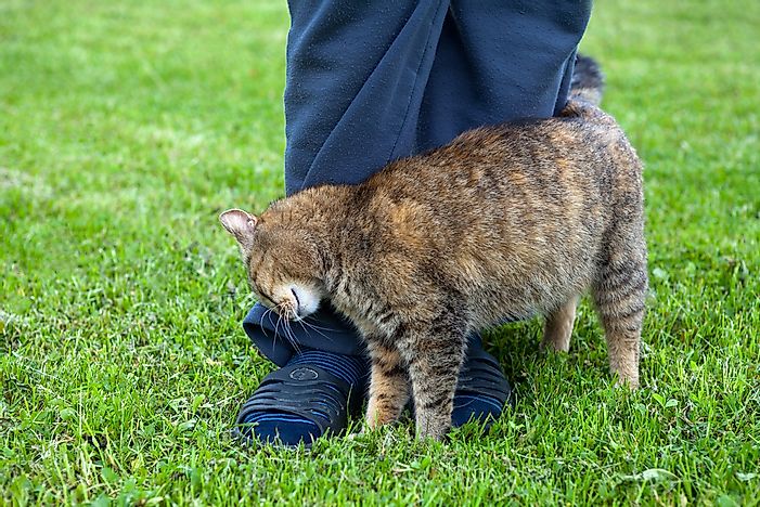 Gatos esfregando contra a perna de um ser humano podem ser um sinal de afeição. 