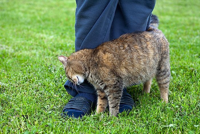 Cats rubbing against the leg of a human can be a sign of affection. Cats rubbing against the leg of a human can be a sign of affection.