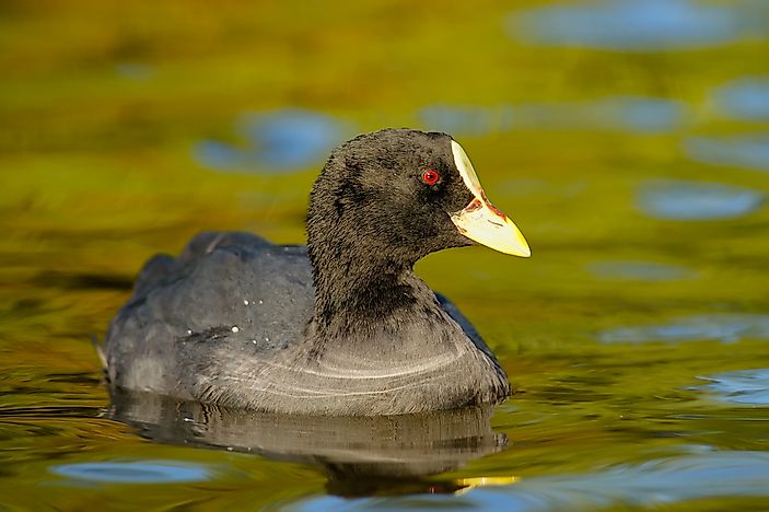 A red-gartered Coot. A red-gartered Coot.