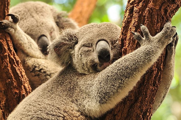 The World's 10 Sleepiest Animals