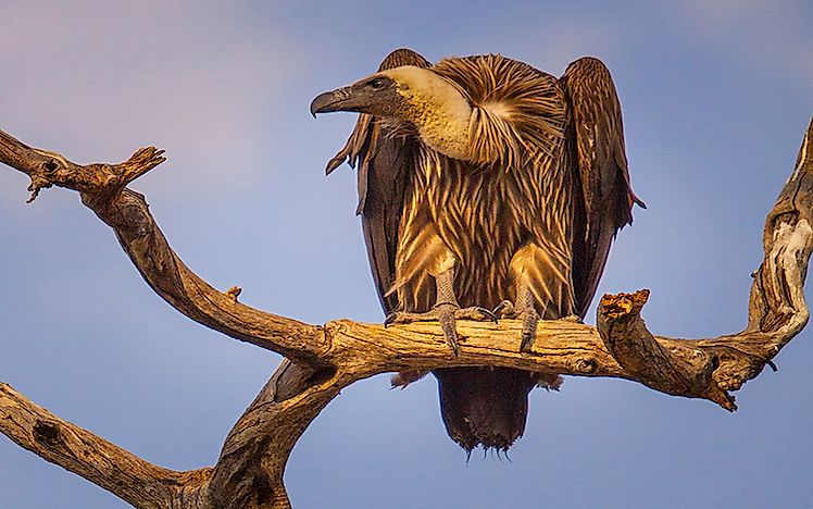 #8 White-backed vulture