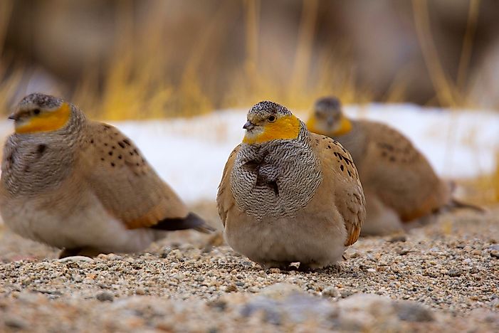 # 4 Sandgrouse