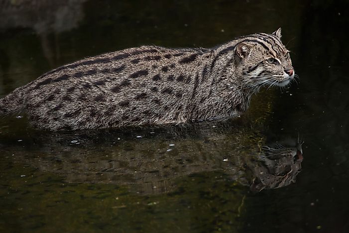 #3 Fishing Cat