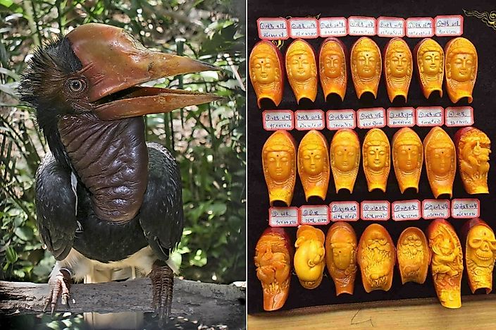 What Is Red Ivory, And How Is Its Trade Threatening The Helmeted Hornbill?