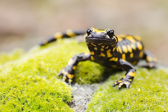 #2 Fire Salamander