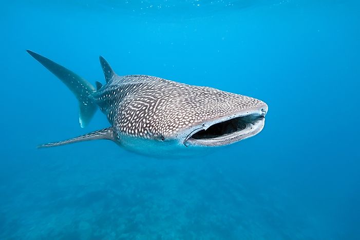 #1 Whale Shark - 41.5 Feet   