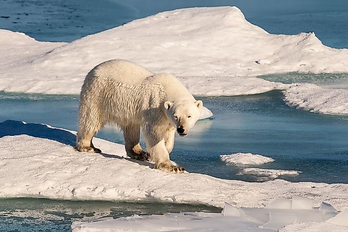 What are the Largest Bear Species?