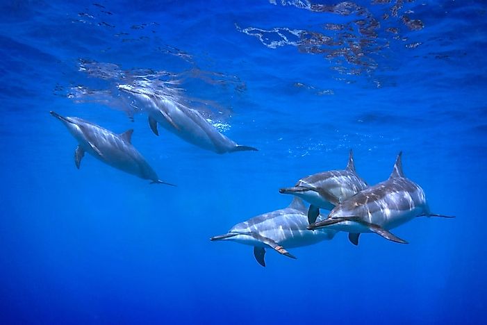 #11 Whales And Dolphins
