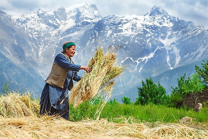 Who are the Tibetan People?