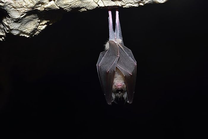 #8 Greater Horseshoe Bat