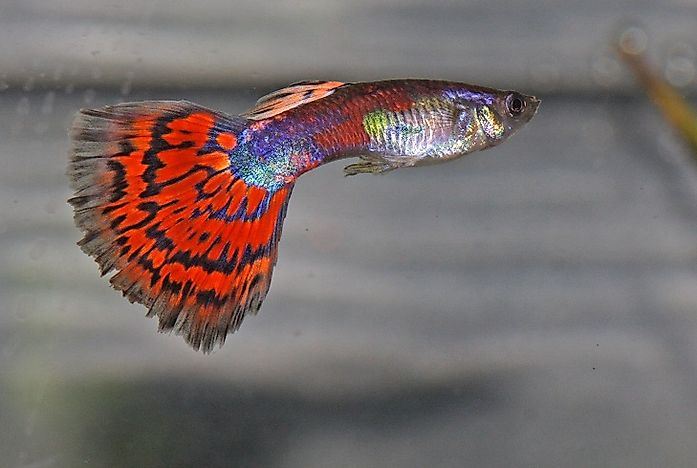Native Fish Of Venezuela